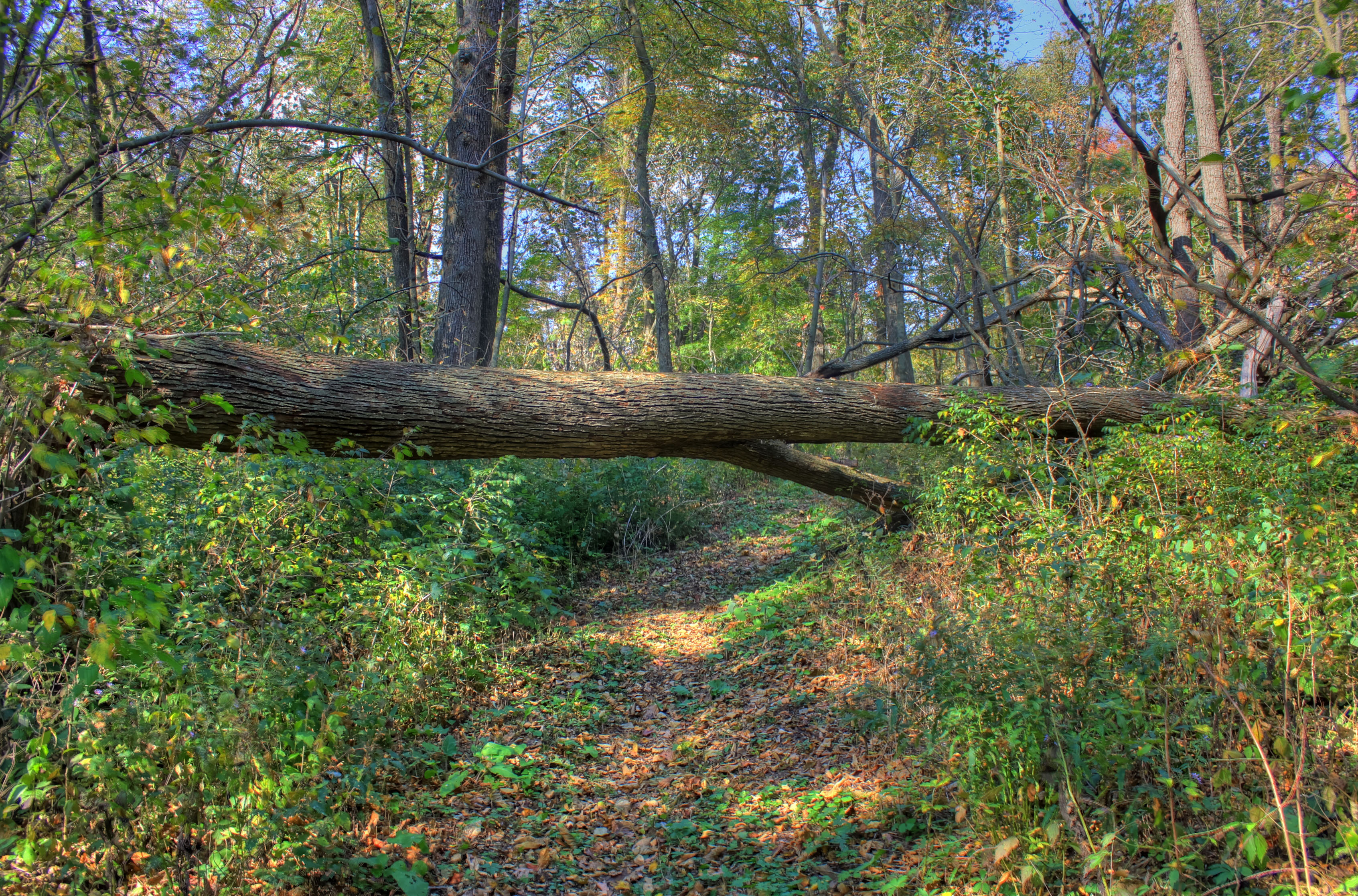 A fallen tree spans a narrow woodland trail, with smaller branches extending into the space above and beside it.