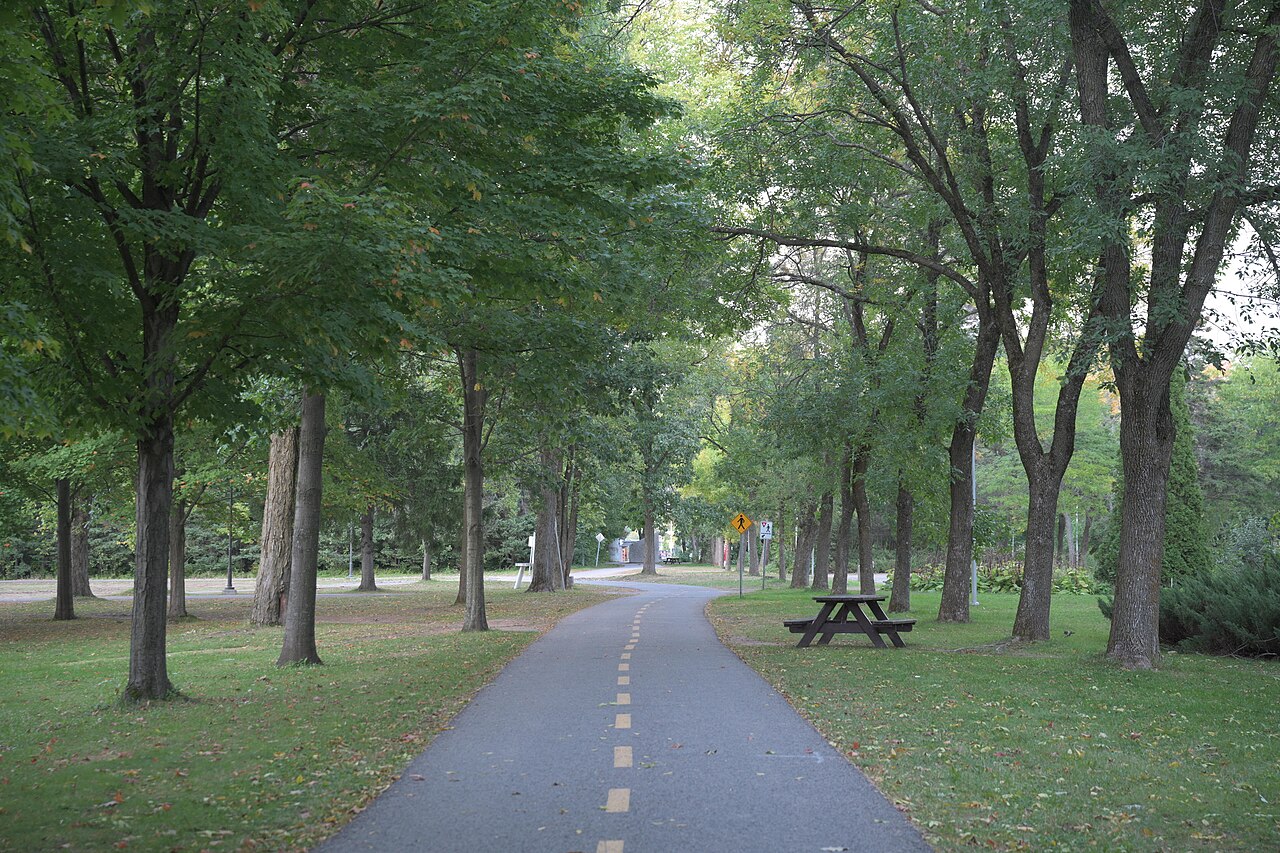 Paved path bending among trees beneath overhanging branches