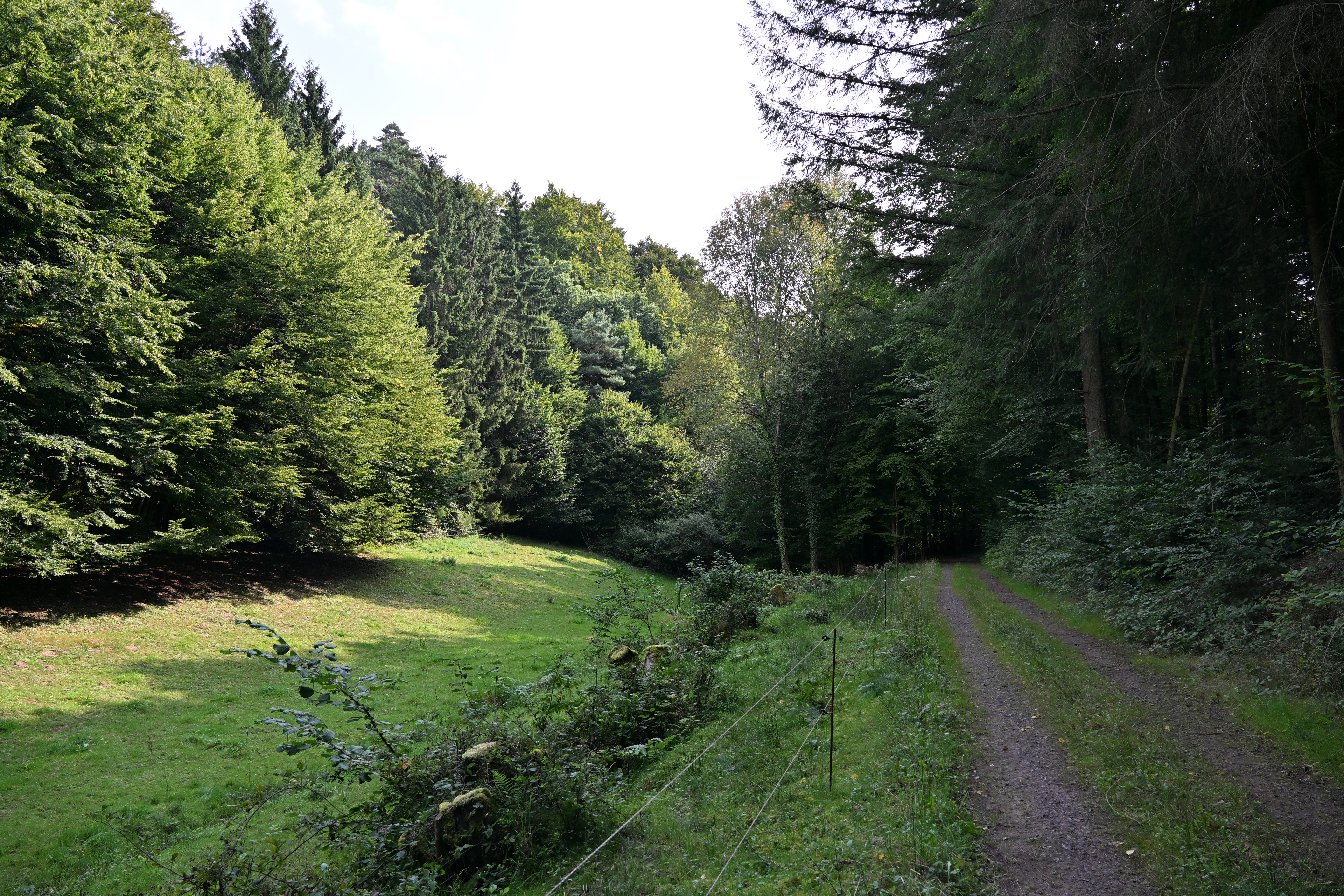 A sunlit clearing beside a track entering dense trees, illustrating the transition from an open view to an obstructed route.