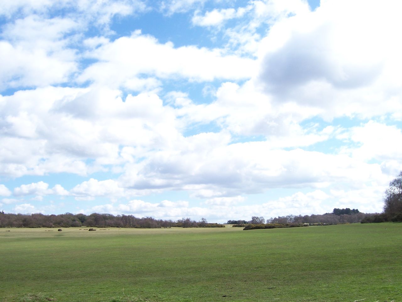 An open grassy field with distant trees beneath a broad, partly cloudy sky.